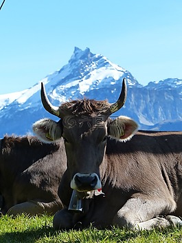 牛,角,高山