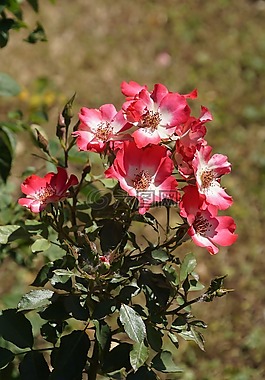 玫瑰,櫻桃meidiland,薔薇科