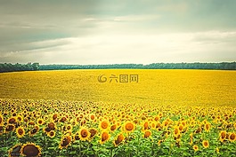 向日葵,鮮花,黃色