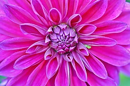 花,natur,春