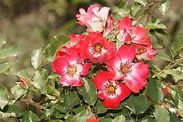 玫瑰,櫻桃meidiland,薔薇科