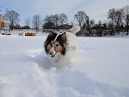 喜乐蒂牧羊犬,狗,雪原