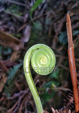 植物區(qū)系,自然,葉