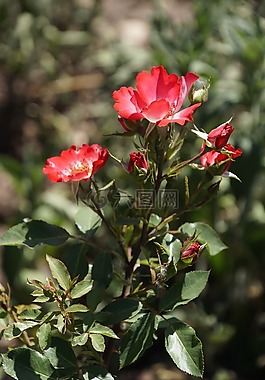 玫瑰,櫻桃meidiland,薔薇科