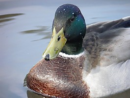 動物,鴨,鳥
