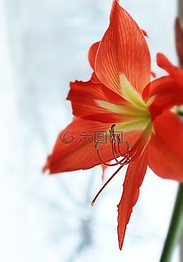 百合,紅色,黃色