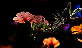 鮮花,顏色,春天