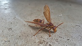 自然,昆蟲,戶外
