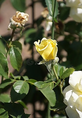 玫瑰,女王的玫瑰,薔薇科