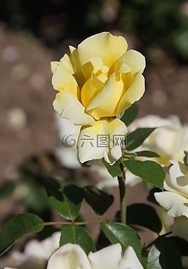 玫瑰,女王的玫瑰,薔薇科