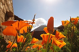 andenmohn,天空,開橙色