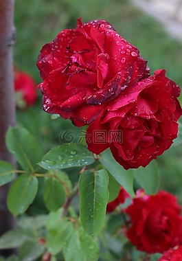 玫瑰,春天,花