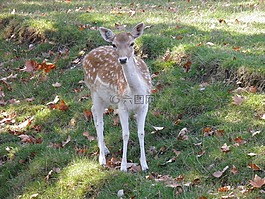 動物,性質(zhì),鹿
