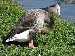 動物,性質(zhì),鴨