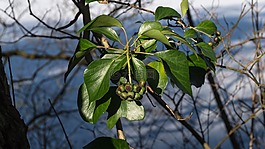 樹,性質(zhì),葉子
