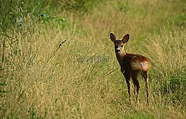 獐鹿,草,動物世界