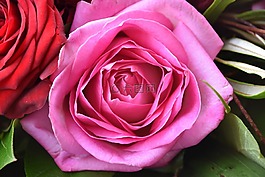 灌木,花,花瓣