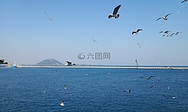 udo,海,海鷗