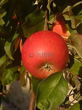 波爾多,蘋果,紅色