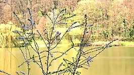 春天,湖,鮮花