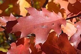 橡樹(shù),秋季,紅色