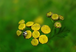 甲蟲,昆蟲,性質(zhì)