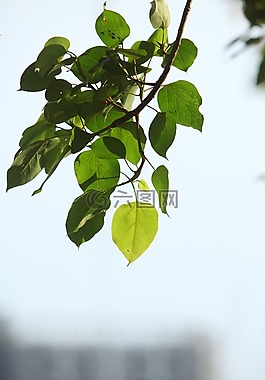 植物,綠色,葉子