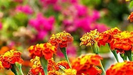 鮮花,花園,紅色