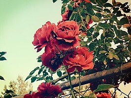 玫瑰,花,天空