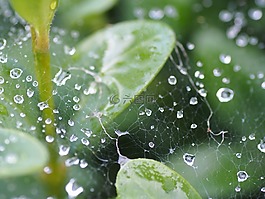 蜘蛛網(wǎng),花園,雨滴