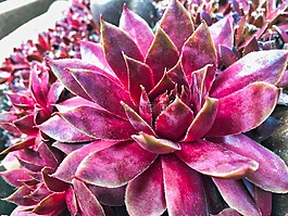 花,性質(zhì),廠