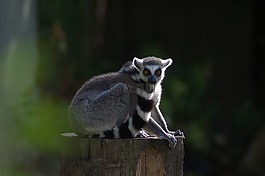 猴子,環(huán)尾狐猴,動物園