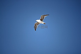 海鷗,鳥,飛行