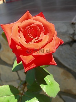 紅色,玫瑰,花