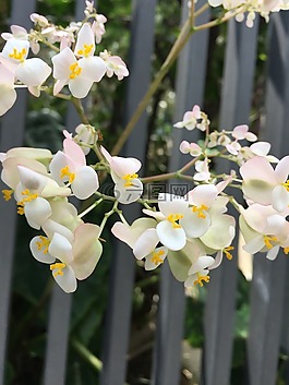 花,蘭花,植物
