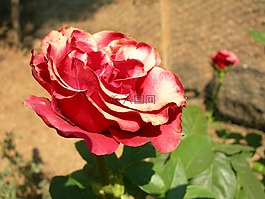 紅色,玫瑰,源語(yǔ)言
