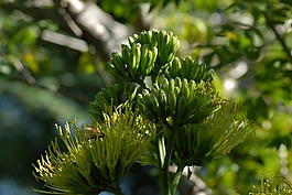 cacayas,蔬菜,字段