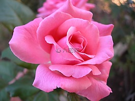 玫瑰,粉紅色,花園