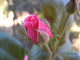 開花,粉紅色,春