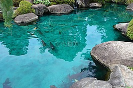 池塘,鯉魚,寺