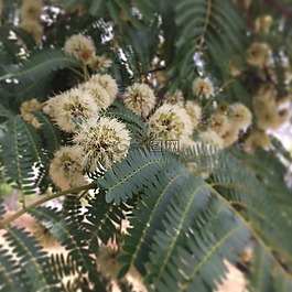 野生花卉,野生樹(shù),關(guān)閉