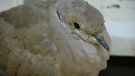 鴿子,鳥,動(dòng)物