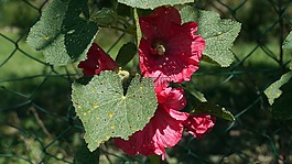 花,粉色,花園