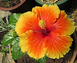 花,槿,夏天