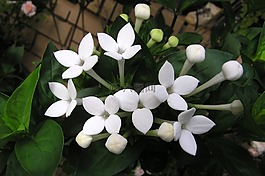 花,香,白