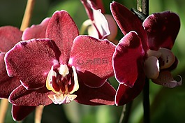 花,廠,性質(zhì)
