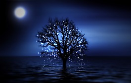 樹(shù),夜,雪花