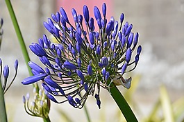 agapanthus,百合非洲,紫星