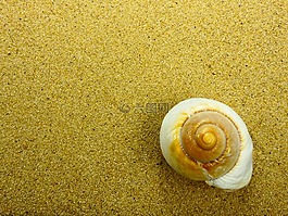沙,海灘,外殼