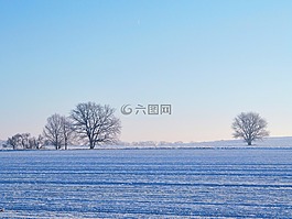 字段,樹木,冬天